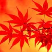 秋天枫叶头像图片大全 红枫叶唯美图片头像