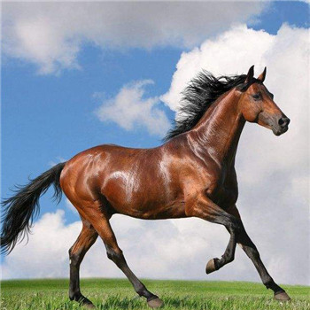 马专属头像图片