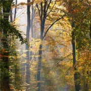 宁静美好的光照树林风景头像图片 一束光照耀