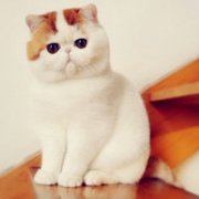 可爱超萌加菲猫图片真猫头像