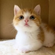 微信超萌小猫头像可爱图片