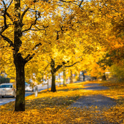 唯美秋天黄色风景高清微信头像图片