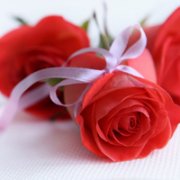 美丽的红色玫瑰花头像图片