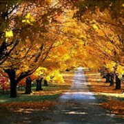 令人心旷神怡的秋天风景头像集锦