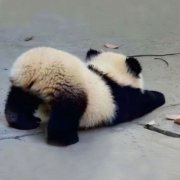 小熊猫头像可爱呆萌,萌萌哒的熊猫宝宝头像图片