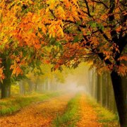 秋天唯美头像图片58张 高清唯美意境适合秋天的风景头像图片