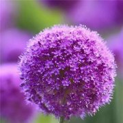 唯美紫色花朵高清微信头像图片大全