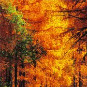 秋天头像风景树叶图片唯美 缤纷多彩的秋天