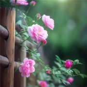 院子里的蔷薇花清新头像图片，淡雅而清新
