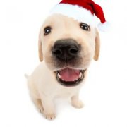 戴圣诞帽子狗狗可爱头像图片9张