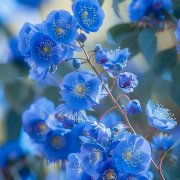 清新淡雅蓝色的小花头像图片