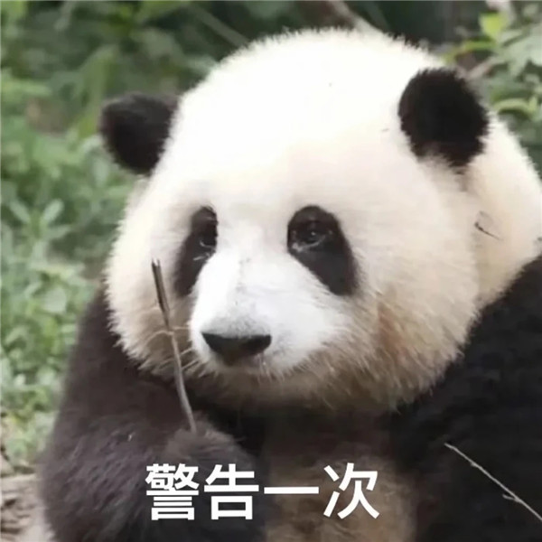 憨态可掬可爱大熊猫带字表情包头像图片