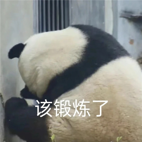 憨态可掬可爱大熊猫带字表情包头像图片